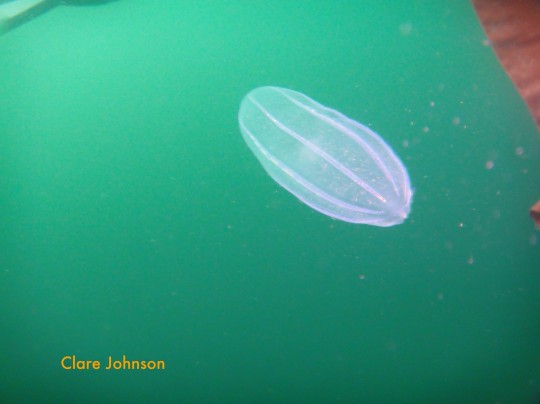 Comb jelly at the safety stop
