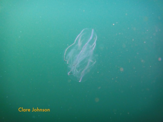 Comb jellies in the Atlantic