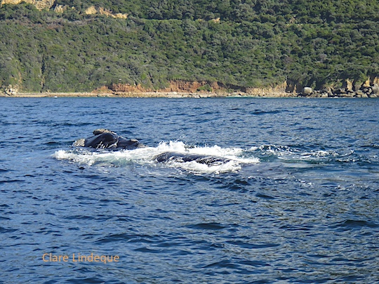 Right whales churning up the water