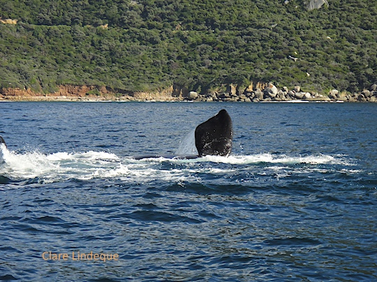 Right whale cavorting in Smitswinkel Bay