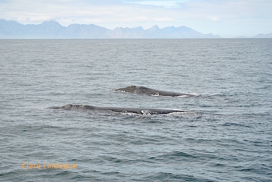 The female whale is trailed by her suitor