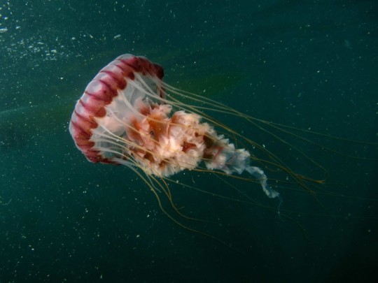 Compass sea jelly, photo by Jerrel