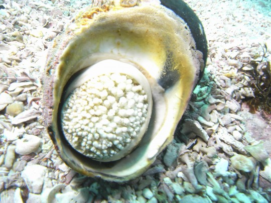 Alikreukel with sealed shell