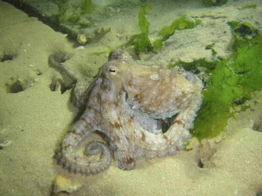 Octopus at Long Beach on a night dive