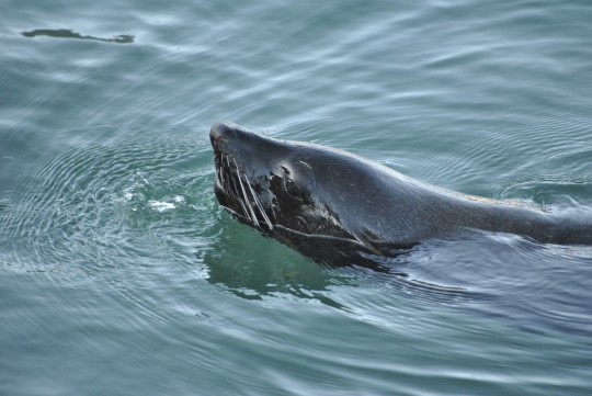 Seal in Kalk Bay harbour