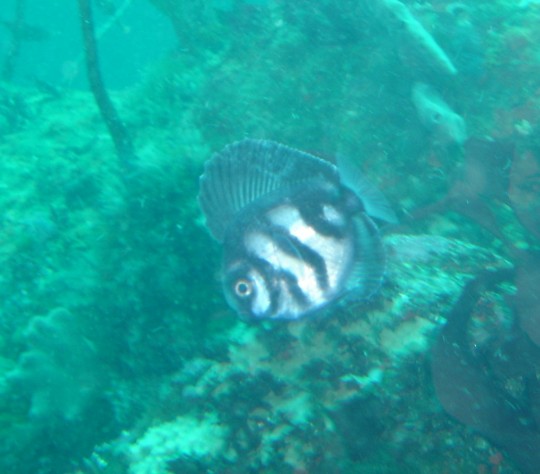 Manefish (Caristius groenlandicus)