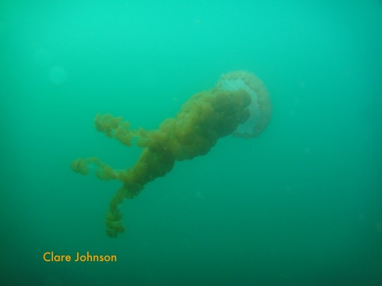 Compass sea jelly at North Paw