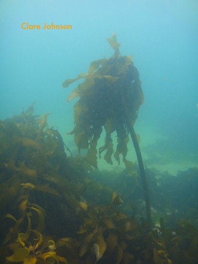 Kelp at Long Beach