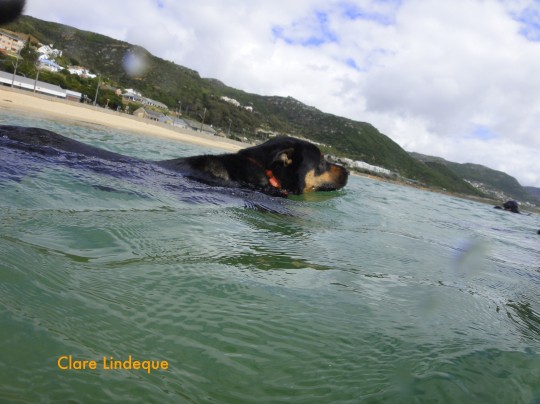Scuba pooch swims out to sea