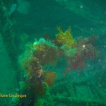 The wreck is heavily encrusted with invertebrate life