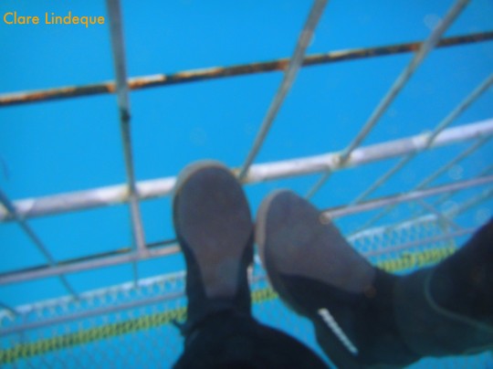 My foot and Tony's foot in the cage - look how clean the water is!