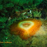 Very flat anemone