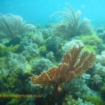 Flagellar sea fans, cauliflower soft coral, and a palmate sea fan