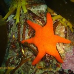 A red sea star... count the legs!