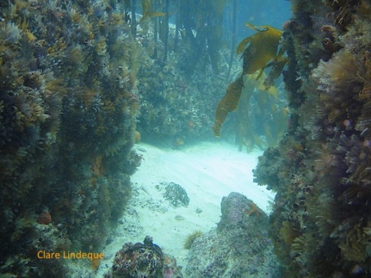 Interesting gaps between the rocks and in the kelp are fun for divers!