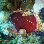 Knobbly anemone