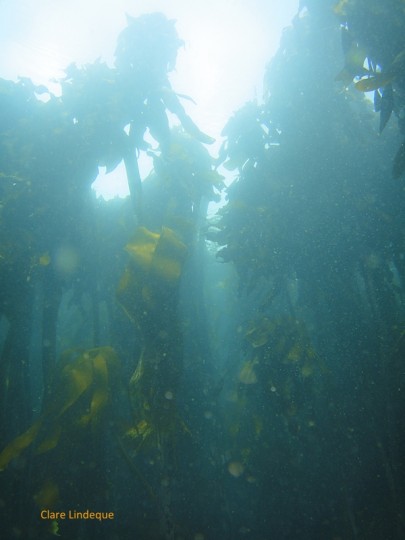 Article: Exploring False Bay’s kelp forests