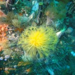 Sunburst soft coral