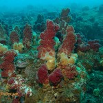 Thistle corals