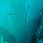Trumpetfish (there are a couple more in the cave at the bottom of the photo)