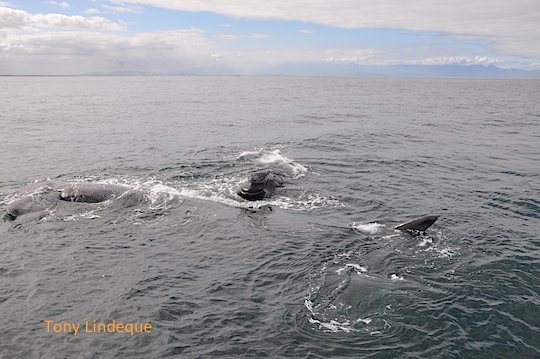 Aggregation of southern right whale adults, milling around