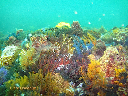 Reef life at Roman Rock