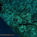 Crocodilefish on the wreck
