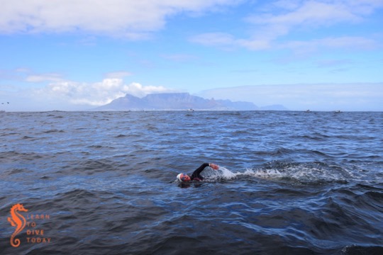 Swimming across Table Bay