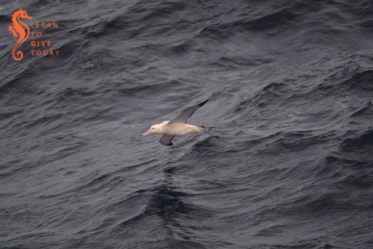 Young wandering albatross showing the underside of its wings