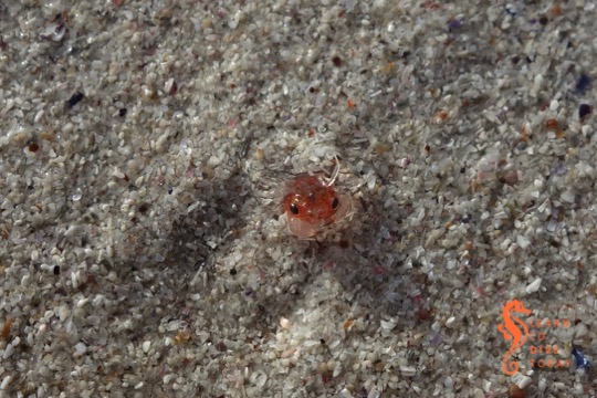 Juvenile Smith's swimming crab at Kommetjie