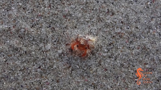 Baby (Smith’s swimming) crabs