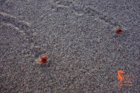 Juvenile Smith's swimming crabs at Kommetjie