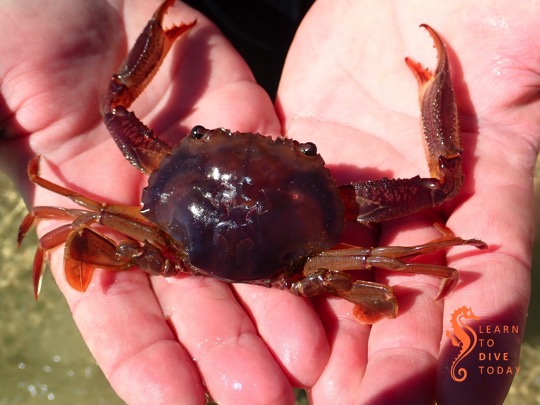 Smith's swimming crab (Charybdis smithii)