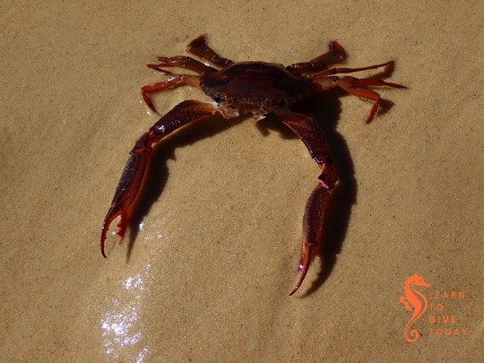 Smith's swimming crab (Charybdis smithii)