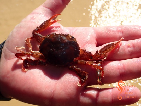 Smith's swimming crab (Charybdis smithii)